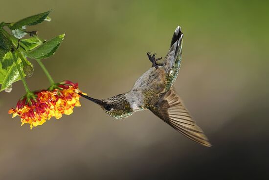 hummingbird-small