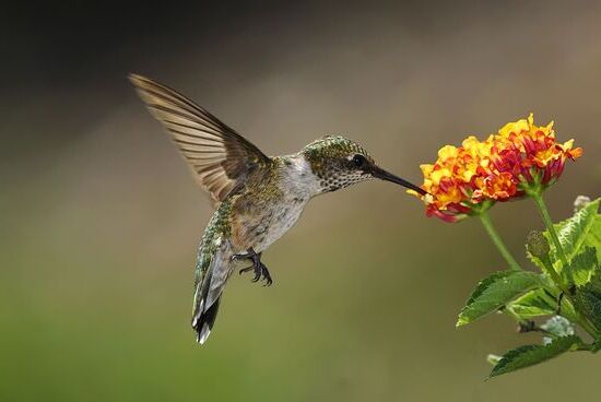 hummingbird-small