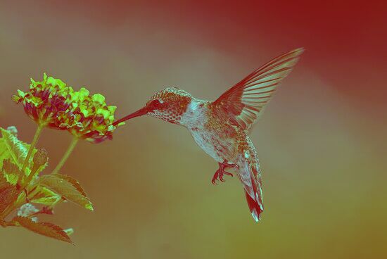 hummingbird-small